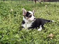 Porky, a male Pembroke Welsh Corgi for sale in Nashville, AR – Photo 9 of 9
