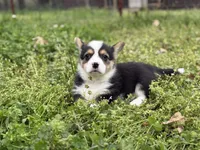 Porky, a male Pembroke Welsh Corgi for sale in Nashville, AR – Photo 4 of 9
