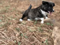 Brindle fluff , a male Cardigan Welsh Corgi and Pembroke Welsh Corgi for sale in Nashville, AR – 10 of 10