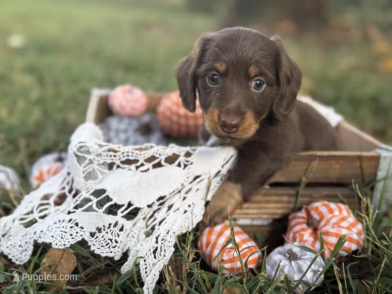 Chocolate girl  – Miniature Dachshund puppy for sale in Nashville, AR