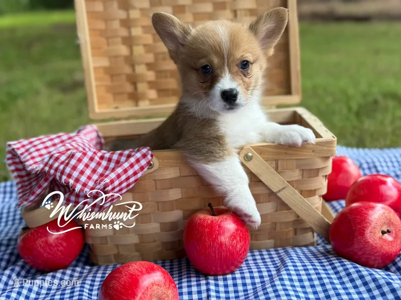 TC Boy  – Pembroke Welsh Corgi puppy for sale in Nashville, AR