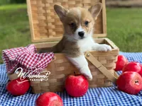 TC Boy , a male Pembroke Welsh Corgi for sale in Nashville, AR – 2 of 10