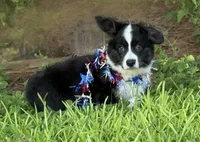 Ace- Fluffy, a male Cardigan Welsh Corgi for sale in Nashville, AR – 2 of 10