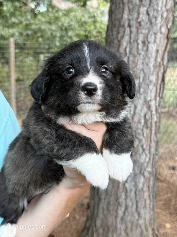 Brindle fluff  – Cardigan Welsh Corgi, Pembroke Welsh Corgi puppy for sale in Nashville, AR