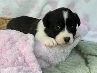 Brindle girl , a female Cardigan Welsh Corgi and Pembroke Welsh Corgi for sale in Nashville, AR – 2 of 3