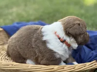 Live brindle , a male Cardigan Welsh Corgi and Pembroke Welsh Corgi for sale in Nashville, AR – 2 of 3