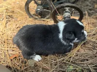 Missy, a female Cardigan Welsh Corgi and Pembroke Welsh Corgi for sale in Nashville, AR – 9 of 10