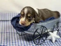 Choc n cream Boy AKC, a male Miniature Dachshund for sale in Nashville, AR – 6 of 8