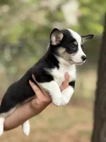 Betsy , a female Cardigan Welsh Corgi and Pembroke Welsh Corgi for sale in Nashville, AR – 3 of 10