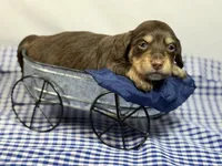 Choc girl AKC, a female Miniature Dachshund for sale in Nashville, AR – 3 of 8