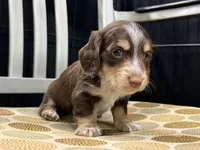 PRA CLEAR~AKC, a male Miniature Dachshund for sale in Nashville, AR – 4 of 9