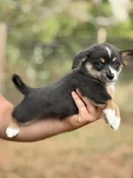 Full tail bluie, a female Cardigan Welsh Corgi and Pembroke Welsh Corgi for sale in Nashville, AR – 5 of 9