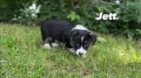 Jett, a male Cardigan Welsh Corgi for sale in Nashville, AR – 2 of 10