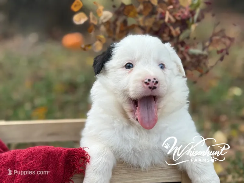 Blue eye – Border Collie puppy for sale in Nashville, AR