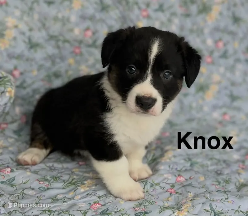 Knox – Cardigan Welsh Corgi puppy for sale in Nashville, AR