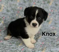 Knox, a male Cardigan Welsh Corgi for sale in Nashville, AR – 3 of 9