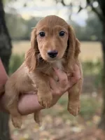 Oscar~ Dark cream , a male Miniature Dachshund for sale in Nashville, AR – 2 of 10