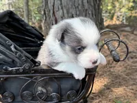 Bluie, a female Pembroke Welsh Corgi for sale in Nashville, AR – 3 of 6