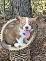 Blue collar- liver boy, a male Cardigan Welsh Corgi and Pembroke Welsh Corgi for sale in Nashville, AR – 2 of 3