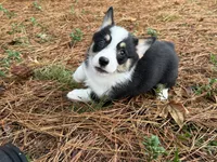 Betsy , a female Cardigan Welsh Corgi and Pembroke Welsh Corgi for sale in Nashville, AR – 9 of 10