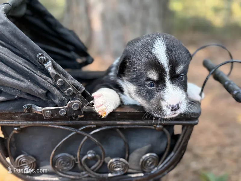 Missy – Cardigan Welsh Corgi, Pembroke Welsh Corgi puppy for sale in Nashville, AR