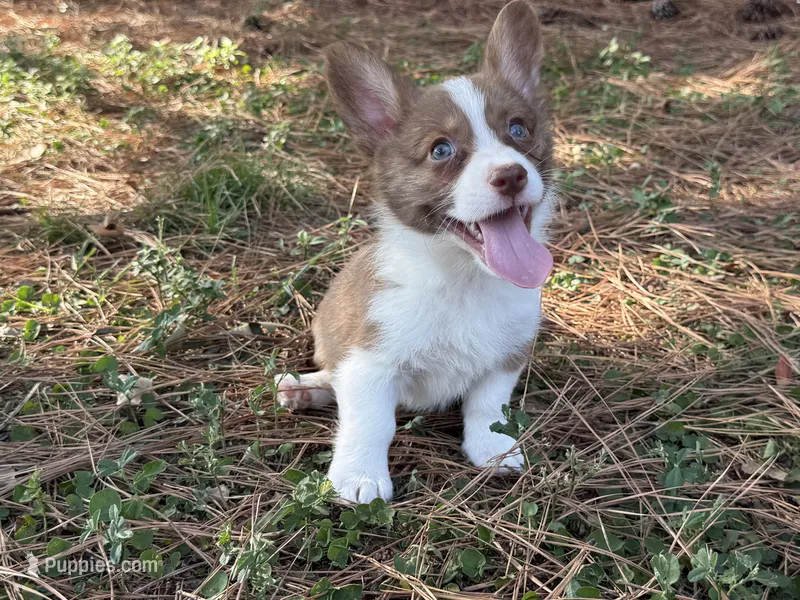 Blue collar- liver boy – Cardigan Welsh Corgi, Pembroke Welsh Corgi puppy for sale in Nashville, AR