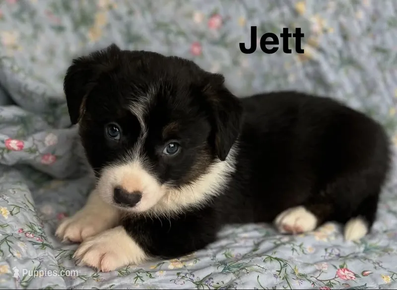 Jett – Cardigan Welsh Corgi puppy for sale in Nashville, AR
