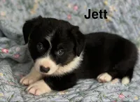 Jett, a male Cardigan Welsh Corgi for sale in Nashville, AR – 3 of 10