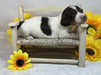 Chocolate piebald, a female Miniature Dachshund for sale in Nashville, AR – 3 of 4