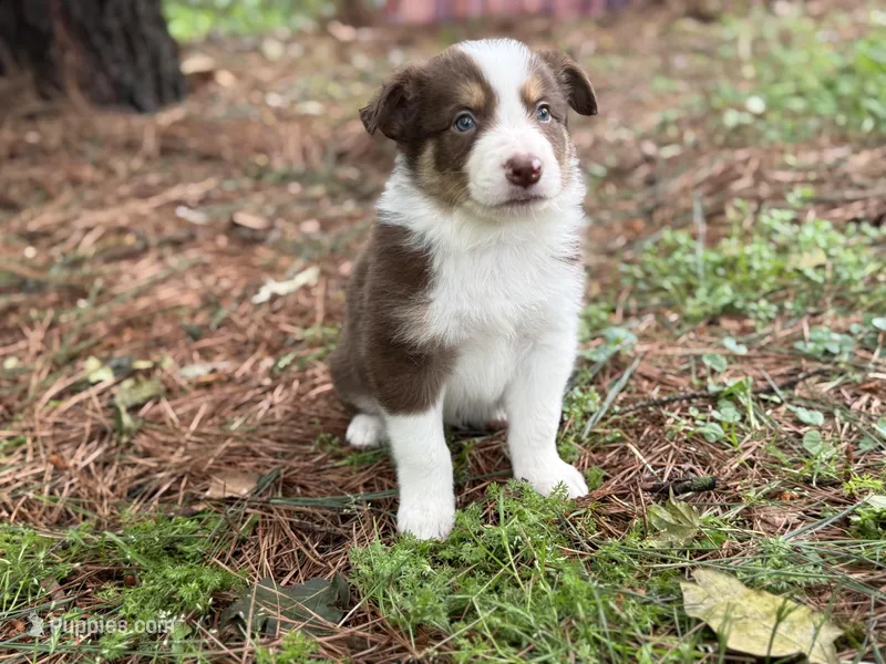 Red tri – Border Collie puppy for sale in Nashville, AR