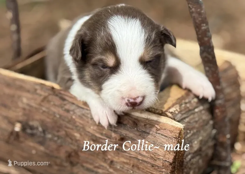 Red tri – Border Collie puppy for sale in Nashville, AR