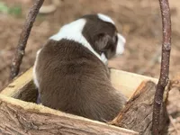 Red tri, a male Border Collie for sale in Nashville, AR – Photo 2 of 2