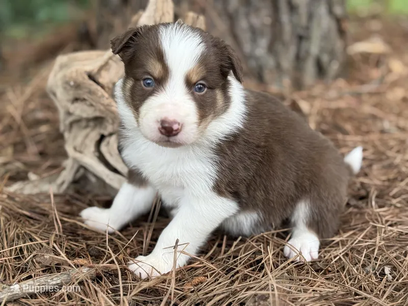 Red tri – Border Collie puppy for sale in Nashville, AR