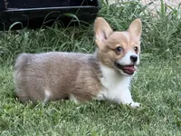 TC Boy , a male Pembroke Welsh Corgi for sale in Nashville, AR – 1 of 10