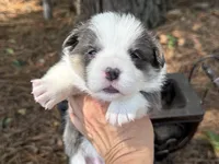 Bluie, a female Pembroke Welsh Corgi for sale in Nashville, AR – 4 of 6