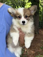 Fluffy Sable girl, a female Pembroke Welsh Corgi for sale in Nashville, AR – 10 of 10