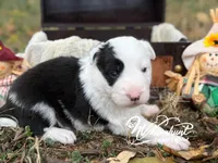 Patsy, a female Border Collie for sale in Nashville, AR – 2 of 2