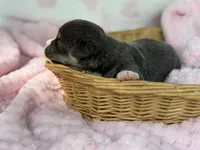 Full tail bluie, a female Cardigan Welsh Corgi and Pembroke Welsh Corgi for sale in Nashville, AR – 5 of 5