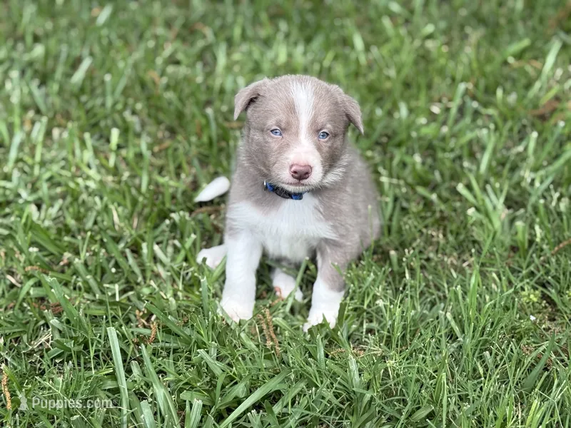 Dilute Boy – Border Collie puppy for sale in Nashville, AR