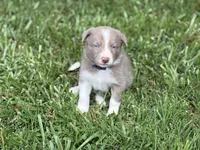 Lilac Boy, a male Border Collie for sale in Nashville, AR – 4 of 10