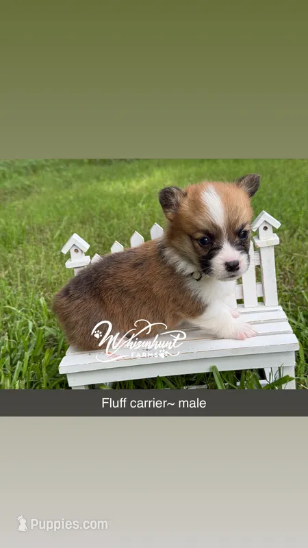 Fluff carrier – Pembroke Welsh Corgi puppy for sale in Nashville, AR