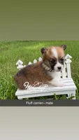 Fluff carrier, a male Pembroke Welsh Corgi for sale in Nashville, AR – 1 of 3