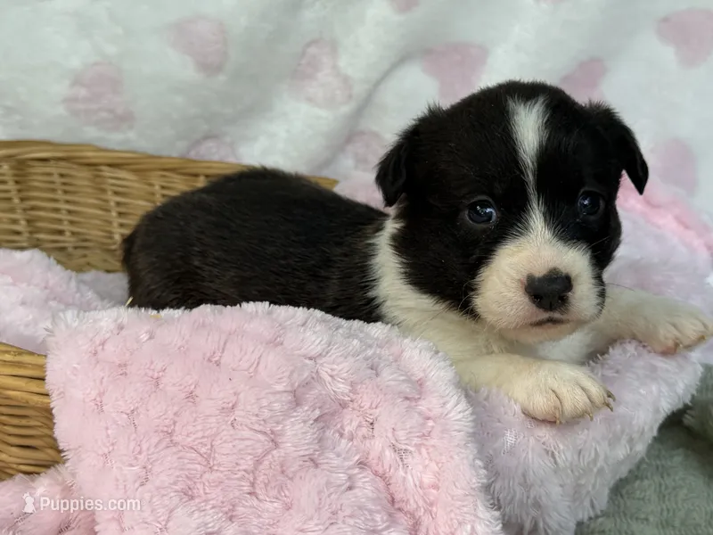 Brindle girl  – Cardigan Welsh Corgi, Pembroke Welsh Corgi puppy for sale in Nashville, AR