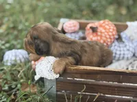 Long hair Red dapple, a female Miniature Dachshund for sale in Nashville, AR – 4 of 6