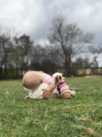 Patch, a female Cavapoo for sale in Nashville, AR – Photo 3 of 4