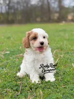 Patch, a female Cavapoo for sale in Nashville, AR – Photo 2 of 4