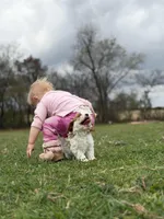 Patch, a female Cavapoo for sale in Nashville, AR – Photo 4 of 4