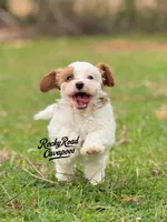 Patch, a female Cavapoo for sale in Nashville, AR – Photo 1 of 4