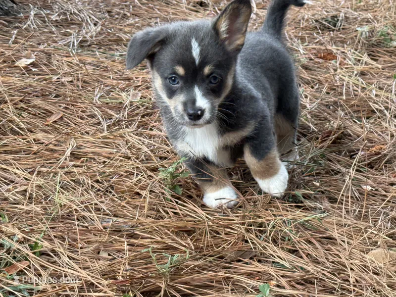 Full tail bluie – Cardigan Welsh Corgi, Pembroke Welsh Corgi puppy for sale in Nashville, AR