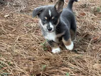 Full tail bluie, a female Cardigan Welsh Corgi and Pembroke Welsh Corgi for sale in Nashville, AR – 1 of 9